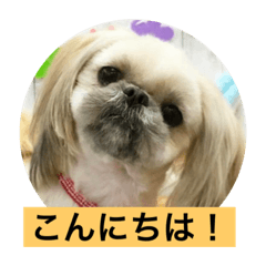 [LINEスタンプ] ペキニーズと幸せ