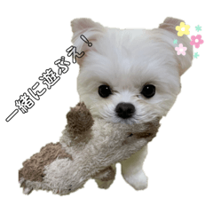 [LINEスタンプ] まぐまぐシリーズ