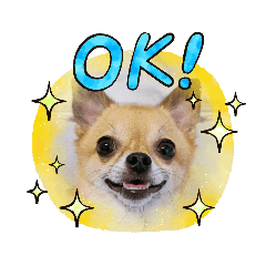 [LINEスタンプ] こたこてつ