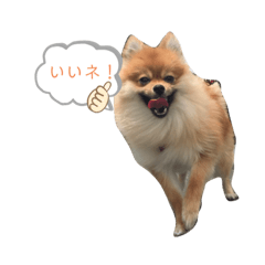 [LINEスタンプ] 相棒ポン太(ポメラニアン)の日常4th✩.*˚