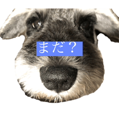 [LINEスタンプ] ておっちくん