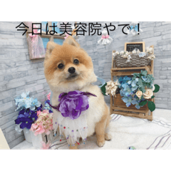 [LINEスタンプ] ポメラニアンのぴろ☆こう