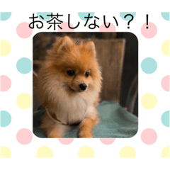 [LINEスタンプ] ポメのぴろさん♡こうさん