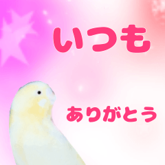 [LINEスタンプ] かわいいインコたちの画像（メイン）