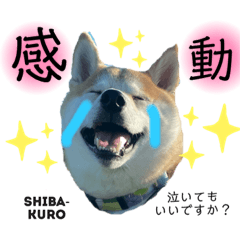 [LINEスタンプ] 赤柴クロだよ⑦
