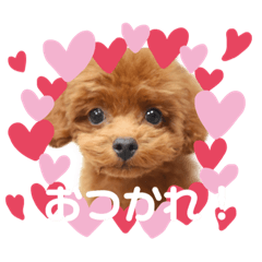 [LINEスタンプ] ラテ＆ちょこ＆つぶ