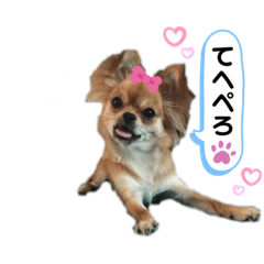 [LINEスタンプ] 愛犬チワワのゆず③