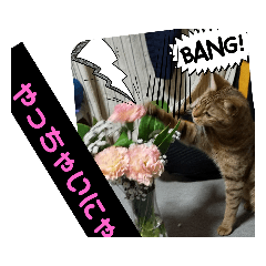 [LINEスタンプ] 今日もオシキャットと俺
