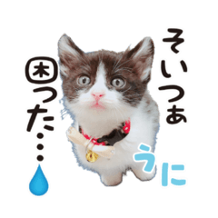 [LINEスタンプ] まろうにむぎ