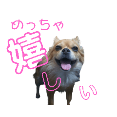 [LINEスタンプ] チワワのちゃこ