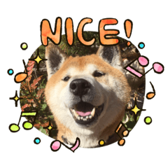 [LINEスタンプ] 柴犬ジョニーキジトラ猫にゃー三毛猫ミー