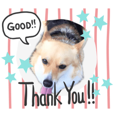 [LINEスタンプ] コーギー犬ロンちゃんのにこにこスタンプ