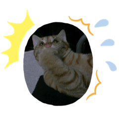 [LINEスタンプ] 猫のうにくん