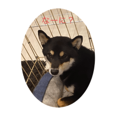 [LINEスタンプ] 柴犬三色