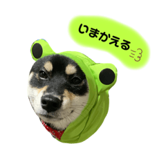 [LINEスタンプ] 黒柴ふくさんパート2