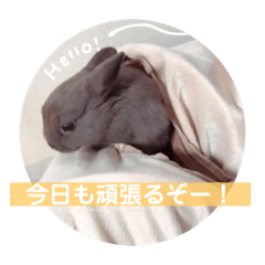 [LINEスタンプ] もふもふちょものスタンプ