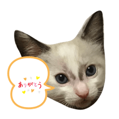 [LINEスタンプ] ハル＆チャコ