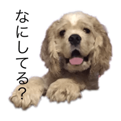 [LINEスタンプ] アメコカのマロン