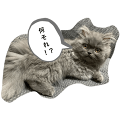 [LINEスタンプ] ベベのスタンプ
