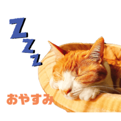 [LINEスタンプ] ちゃとらのルル