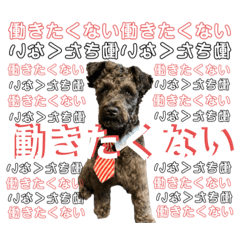 [LINEスタンプ] ミニチュアシュナウザーのソル君(オタ用語)