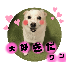 [LINEスタンプ] 愛犬たろう