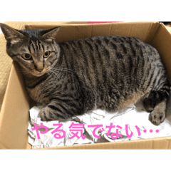 [LINEスタンプ] 愛猫パラダイス