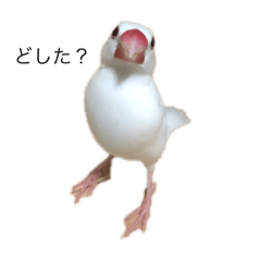 [LINEスタンプ] 文鳥のぶんくん