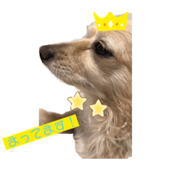 [LINEスタンプ] 可愛い愛犬！日常で使える！