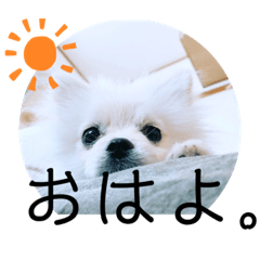 [LINEスタンプ] 毎日使えるポメマルうにのスタンプ2