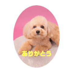 [LINEスタンプ] トイプー ゆず