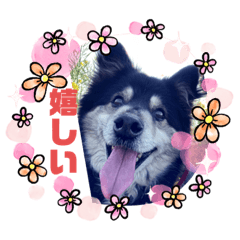 [LINEスタンプ] ウチのanimals