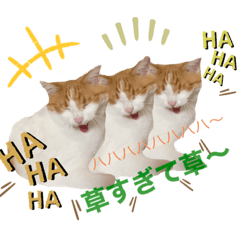 [LINEスタンプ] Cocoちゃんにゃんこちゃんスタンプ4