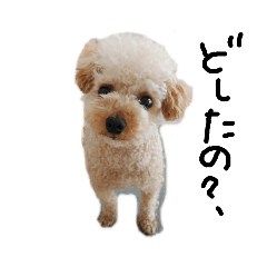 [LINEスタンプ] トイプー 癒しの達犬 モコちゃん