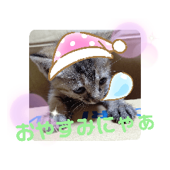 [LINEスタンプ] 子猫の日常会話②