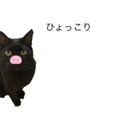 [LINEスタンプ] うちの猫 三銃士  <さらなる感情を求めて>