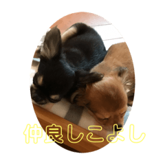 [LINEスタンプ] チワワのかわいい2匹