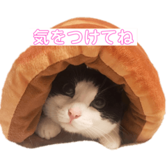 [LINEスタンプ] はちわれきんとんのスタンプ