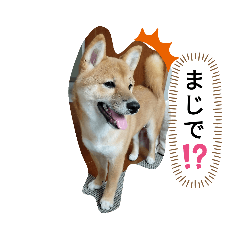 [LINEスタンプ] 豆柴の生活3