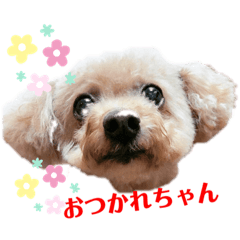 [LINEスタンプ] 可愛い愛犬モコのスタンプ