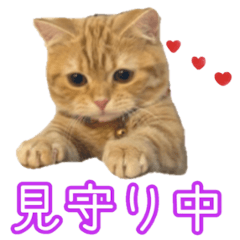 [LINEスタンプ] ちょみー＆ぷてぃこのスタンプ その1