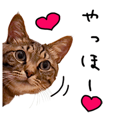 [LINEスタンプ] 虎ノ介と春太の猫写真スタンプ2