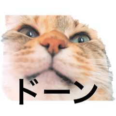 [LINEスタンプ] はっさくてんざる
