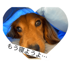 [LINEスタンプ] いぬのきもち！