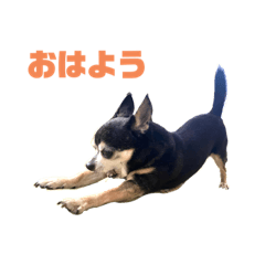 [LINEスタンプ] Chihuahuaマシュ