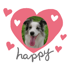 [LINEスタンプ] ボーダーコリー♥️Lettyの日常3