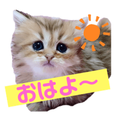 [LINEスタンプ] ペルシャ猫のSherryちゃん