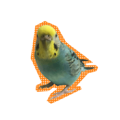 [LINEスタンプ] セキセイインコのけいちゃん