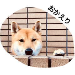 [LINEスタンプ] 芝犬 しょうへい