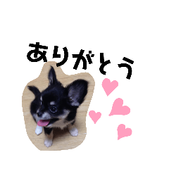 [LINEスタンプ] チワワな生活その1